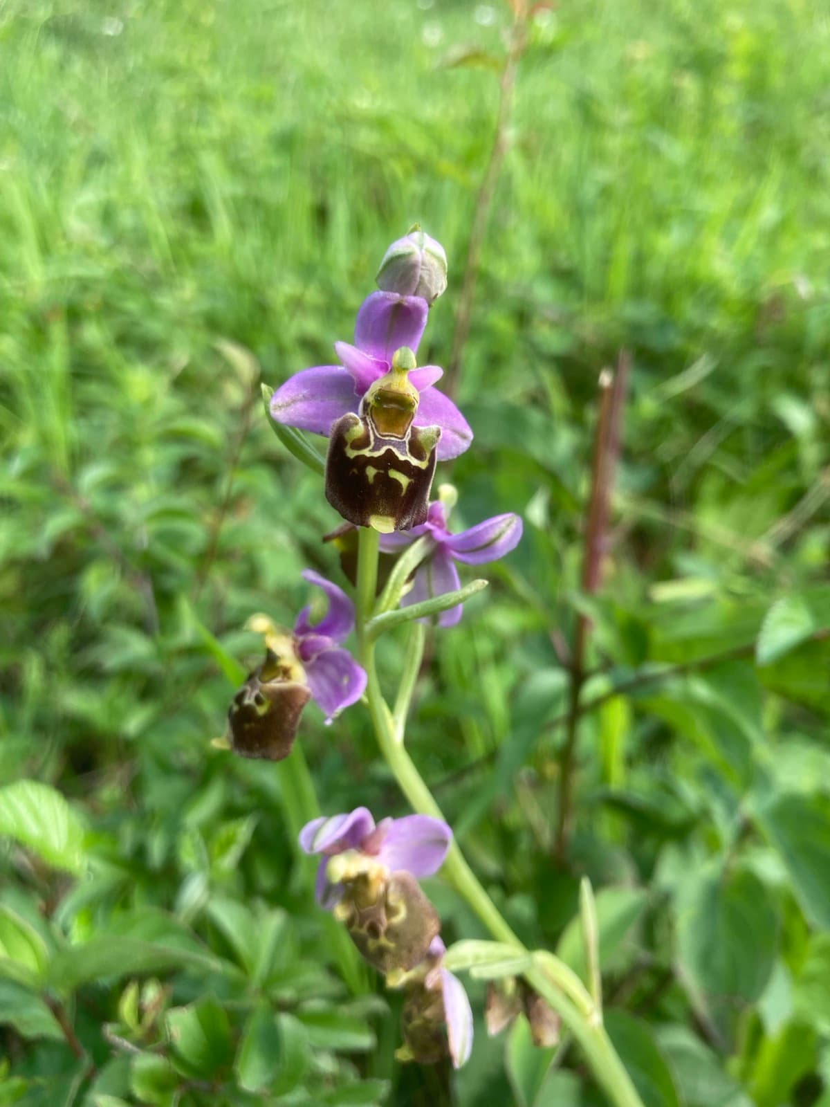 Biodiversität 1